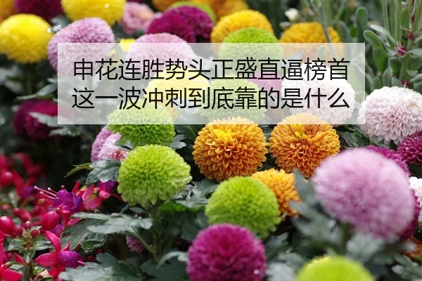 申花连胜势头正盛直逼榜首 这一波冲刺到底靠的是什么